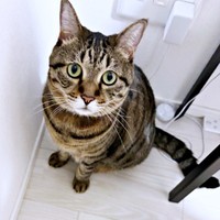 6歳を迎えたしらすちゃん。飼い主さんを見上げる様子がキュート（画像提供：硝子さん）