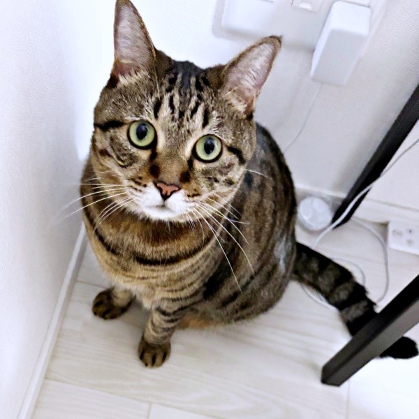 6歳を迎えたしらすちゃん。飼い主さんを見上げる様子がキュート（画像提供：硝子さん）