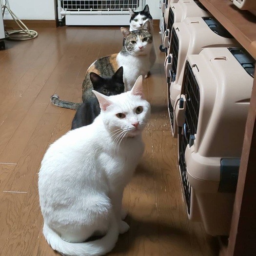 食事はみんな並んで