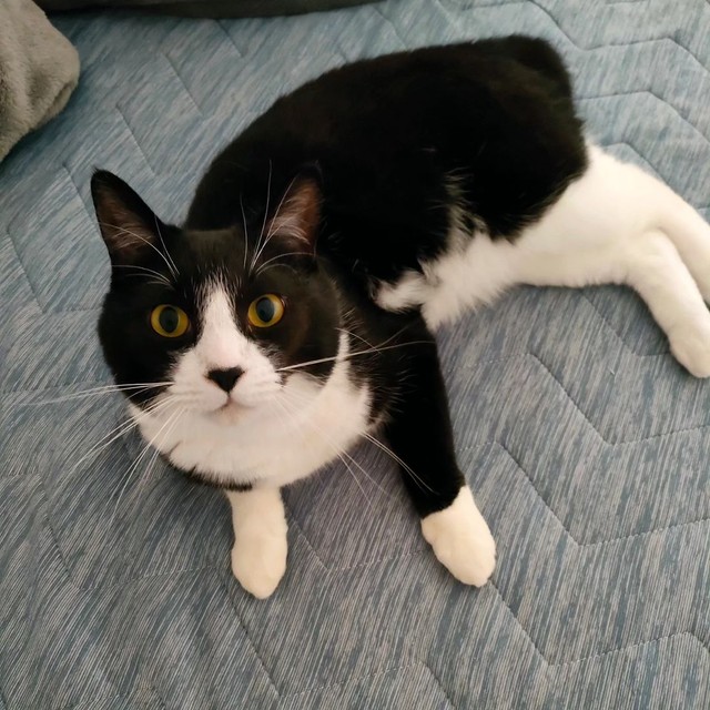 同僚に頼まれ…予定外でお迎えした超甘えん坊なハチワレ猫 先住猫とは