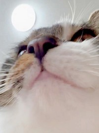 お尻トントンの振動にあわせて体がゆらゆら揺れるチャイちゃん（画像提供：nekokawaii1214さん）