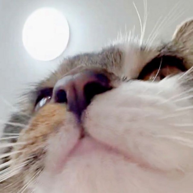 お尻トントンの振動にあわせて体がゆらゆら揺れるチャイちゃん（画像提供：nekokawaii1214さん）