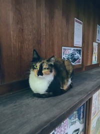 神社のいたるところでそれぞれのスタイルでまったり（提供：六孫王神社さん）