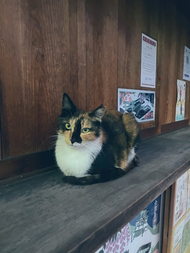 神社のいたるところでそれぞれのスタイルでまったり（提供：六孫王神社さん）