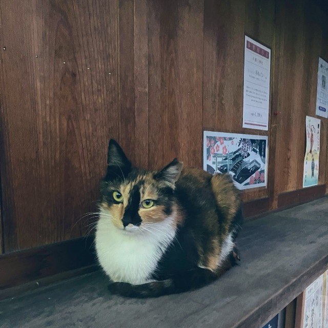 神社のいたるところでそれぞれのスタイルでまったり（提供：六孫王神社さん）