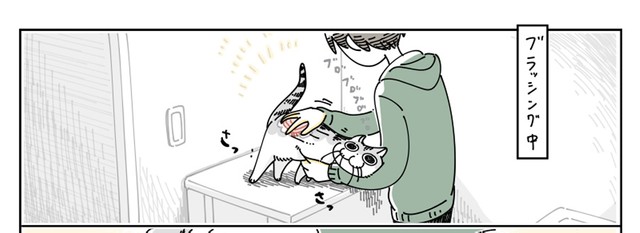 ブラッシングが気持ちがいいキュルガちゃん（提供：キュルZさん）