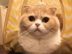 本人ちゃんと入ってるつもりで入れてない　スコティッシュフォールドの「チャコ」