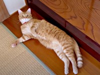 1歳を迎えたミックくん。ゴロンと寝そべる姿もキュート（画像提供：ミックという猫さん）