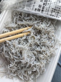 しらすの中で、ひときわ目立っていた“異物”。色の違いが発見の決め手だった／もりやんさん（@moriyan18）提供