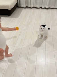 オモチャにちょっと納得がいかないたけるくん（提供：まつもとたけるさん）