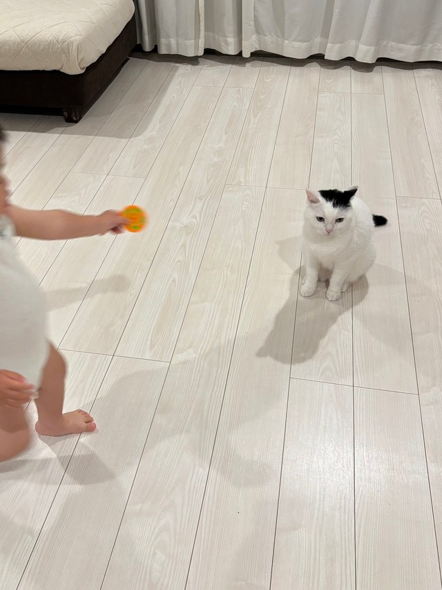 オモチャにちょっと納得がいかないたけるくん（提供：まつもとたけるさん）