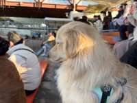 イルカショーが始まると寝てしまったとろろくん／「ポメックスのとろろくん」（@monaka_0507）提供