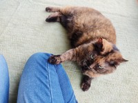 チョンと乗せた手が可愛いジジちゃん=ゆあ＠ライターさん（@yunc24291）提供
