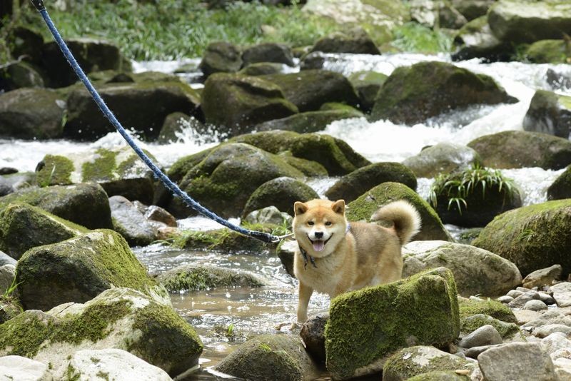 お風呂がきらいだけど川遊びが得意　　（パイ インターナショナル）