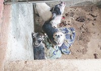 劣悪な環境の中で保護された3匹のワンコ