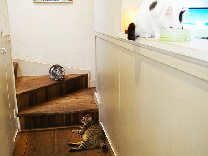 フロント周りに集まる猫たち