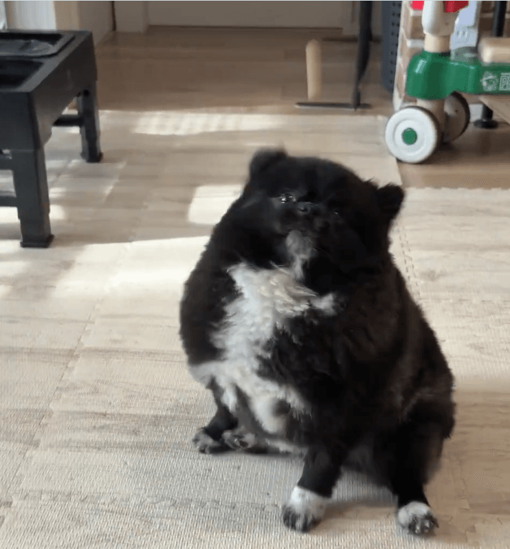 ボーロがキャッチできずにヘディング（提供：信楽焼たぬきのくつした｜漫画も連載中さん）