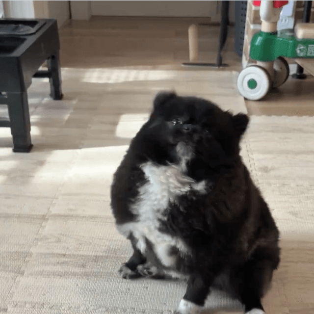 ボーロがキャッチできずにヘディング（提供：信楽焼たぬきのくつした｜漫画も連載中さん）