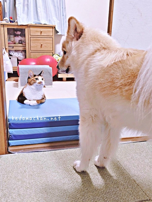 「ご用件は？」 テツ子ちゃんを前に固まるつるちゃん（画像提供：雑種犬つるちゃんと猫さん）