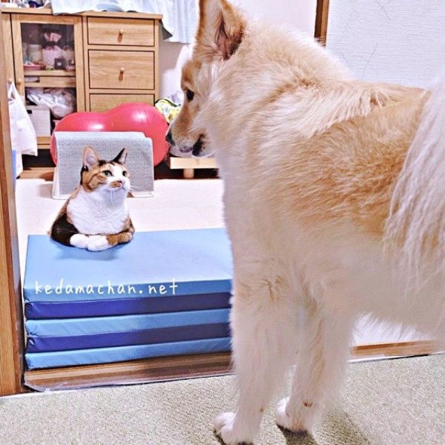 「ご用件は？」 テツ子ちゃんを前に固まるつるちゃん（画像提供：雑種犬つるちゃんと猫さん）