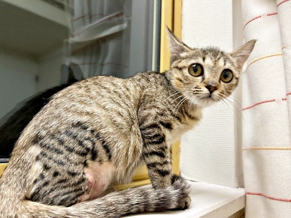 少しずつおうちでの暮らしになれていったちゃちゃまるちゃん（画像提供：ろばちゃむさん）