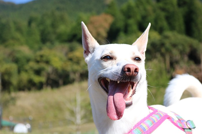 すず@haruharu040777