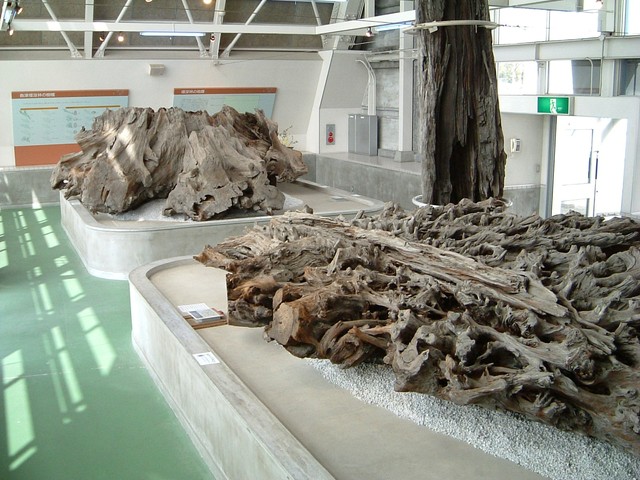 乾燥展示される樹根