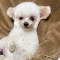 甘えん坊なところが愛らしいにこちゃん（画像提供：ひつじにこさん）