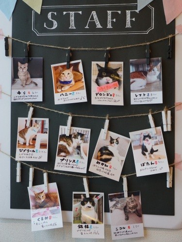 壁にある保護猫カフェさくら2号店の猫スタッフ表。「ドロンジョに続く幸せな卒業生が次々誕生しますように」（写真は6月時点）