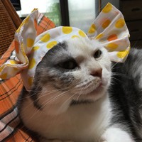 キャンディになってみたよ