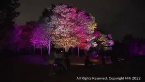 公園を彩る幻想的な光　仙台・七北田公園でイルミネーションイベント