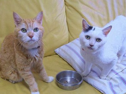 ２０歳の猫、「寝たきり」覚悟の大けがを乗り越え、奇跡の快復