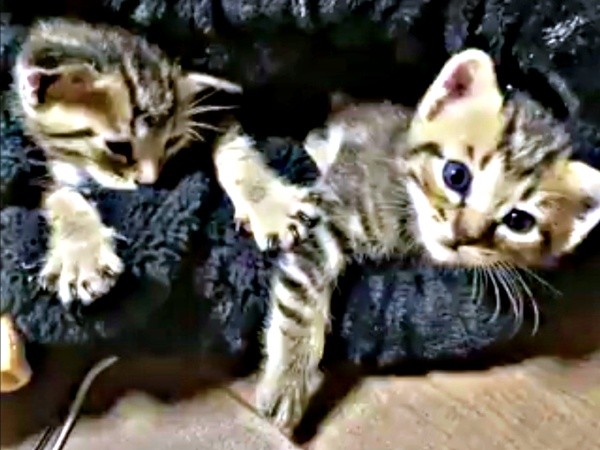 保護当日のモモくん、マオくん（画像提供：ぽりぽりさん）