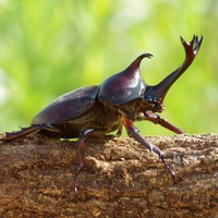 カブトムシ　※画像はイメージです（kelly marken/stock.adobe.com）