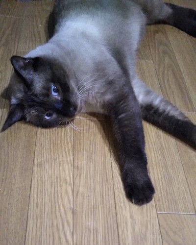 太い手も可愛らしい