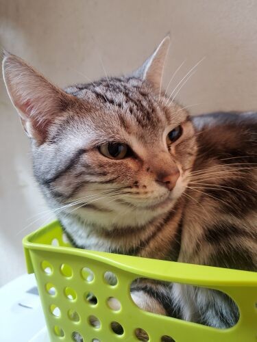 「あたしの前に先輩猫さんがいたのね、ベガ、ユキ、リーナ……かおりさんとこは、クロにルナにイヌオにはっぴー」