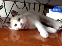 子猫時代の小さなモモちゃん（画像提供：黒猫さん）