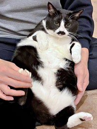 膝上でまったり♡ 飼い主さんのベストパートナーになったひげちゃん（画像提供：こけむすさん）