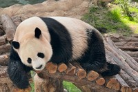中東初。カタールのパンダ
