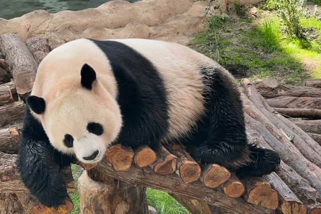 中東初。カタールのパンダ