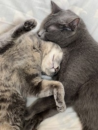 2匹は大の仲良し（画像提供：まるこさん）