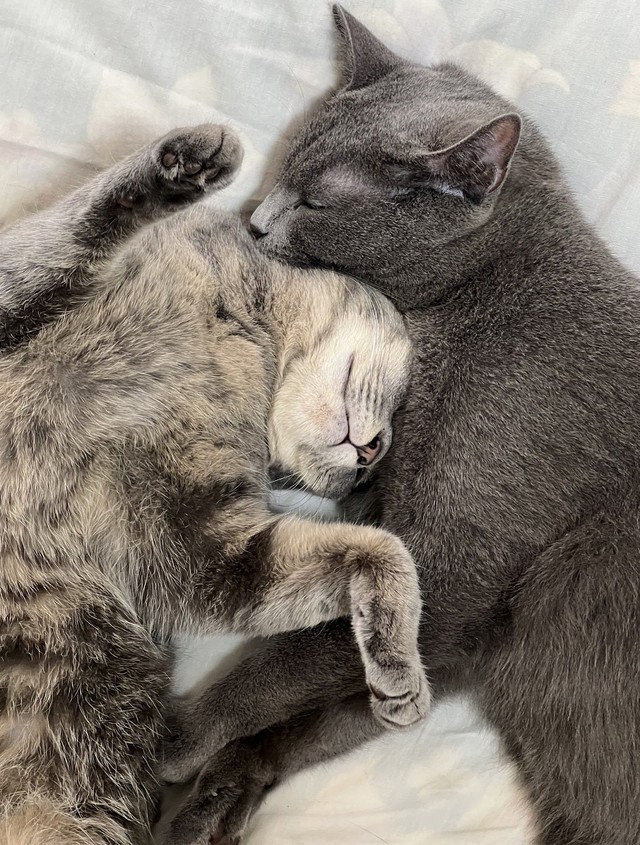 2匹は大の仲良し（画像提供：まるこさん）