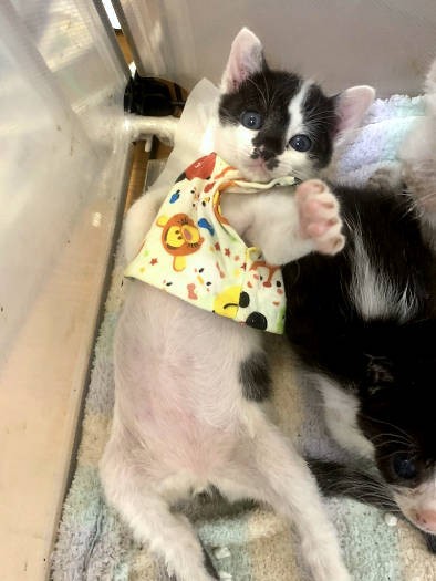 子猫の可愛い姿が世話に追われる吉田さんの疲れを癒している