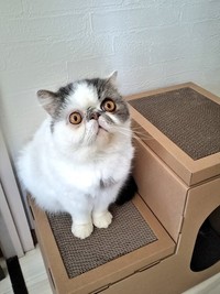 無事、6歳の誕生日を迎えられたことに大きな幸せを感じた