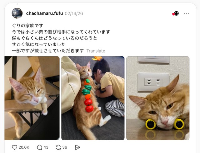 ぐりくんの飼い主さんから届いた実際のThreads投稿（投稿元：chachamaru.fufuさん）