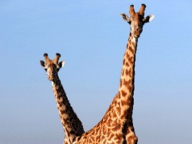 キリン、絶滅危惧種に　アフリカでは３０年で約４割減