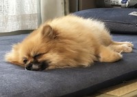 気づけばスヤスヤ