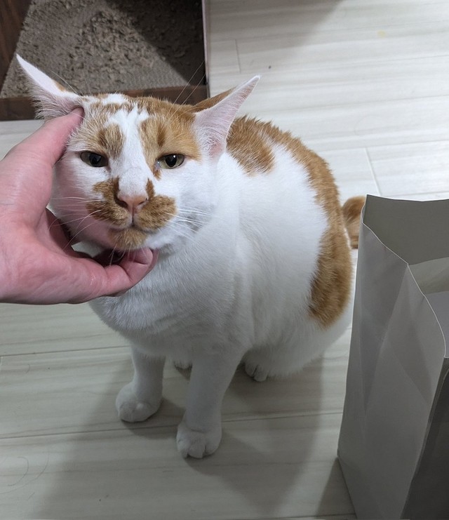 ストレスにならないのがいちばん、ですね（画像提供：もんちこさん）