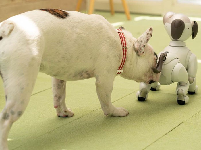 アイボのお尻の匂いをかぐフレンチブルドッグ＝ソニー提供