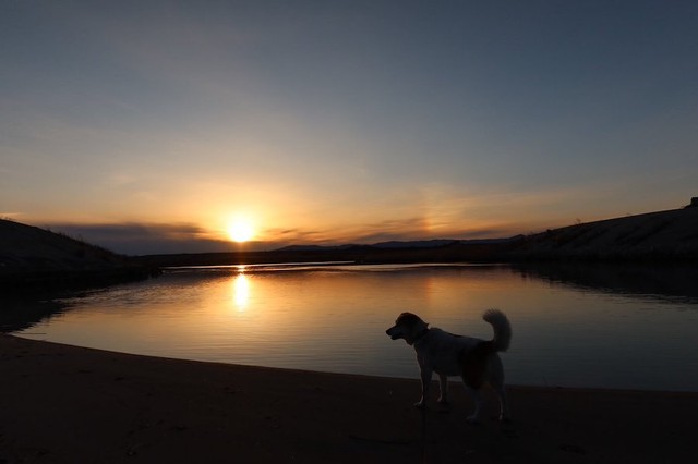 はこざきさん撮影による夕暮れの海岸とムッさん（提供：はこざきさん）